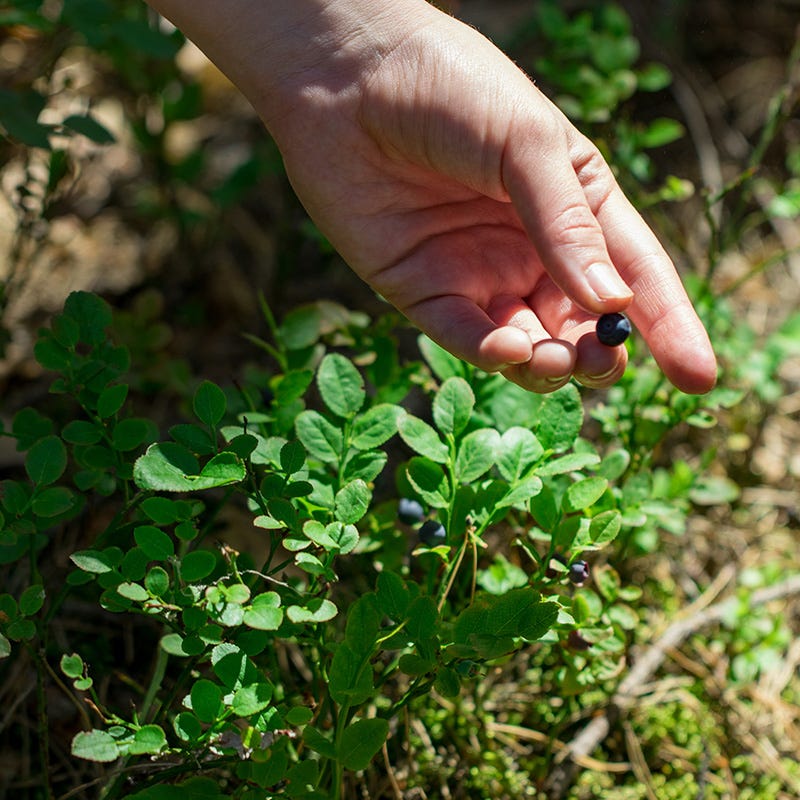 Ruby Carpet Wild Blueberry - Image 2