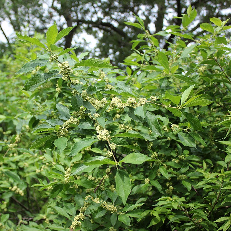 Southern Gentleman Winterberry - Image 2