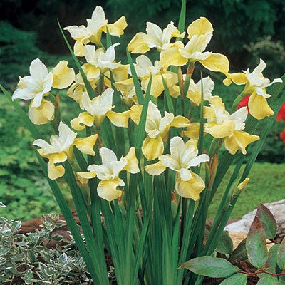 Butter and Sugar Siberian Iris - Image 3