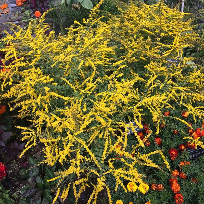 Fireworks Goldenrod - Image 2