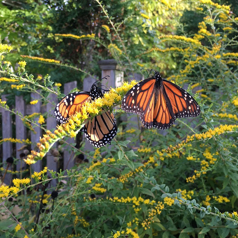 Fireworks Goldenrod - Image 3