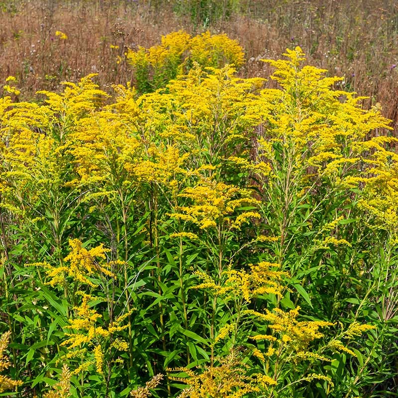 Old Field Goldenrod - Image 2