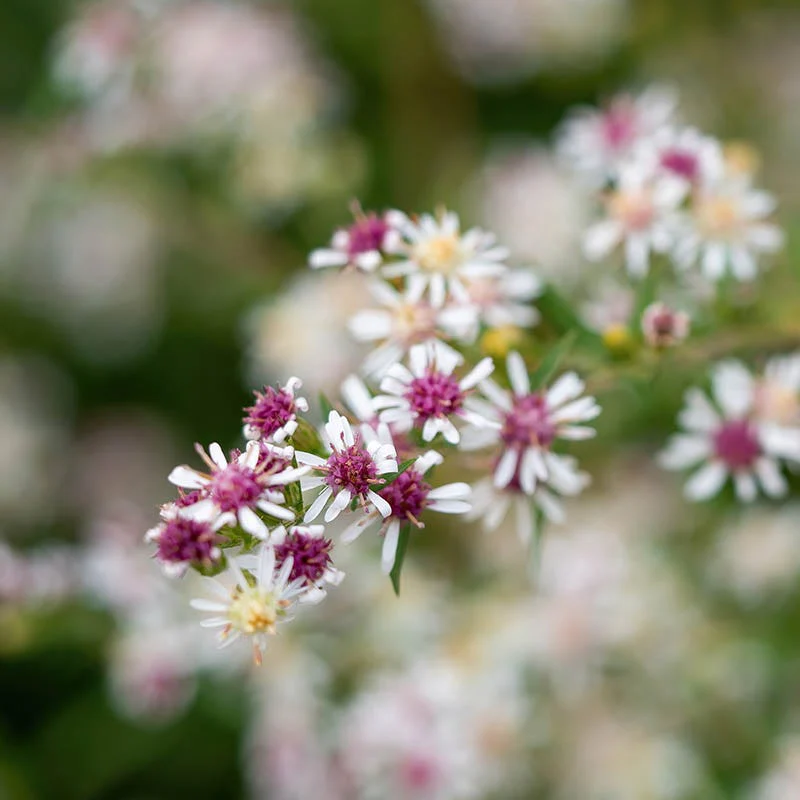 Ecoregion Native Plant Collection - Southeastern USA Plains - Image 3