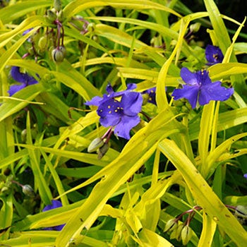 Sweet Kate Spiderwort - Image 2