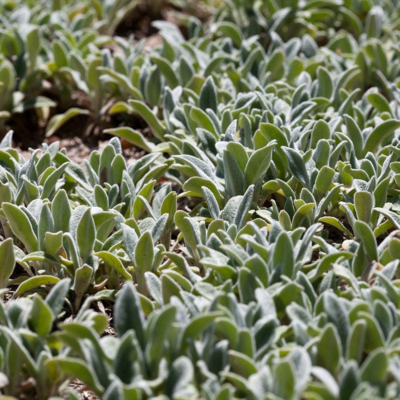 Silver Carpet Lambs Ear - Image 2