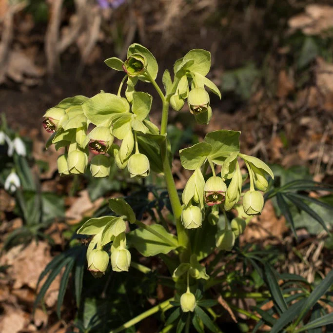 Stinking Hellebore - Image 3