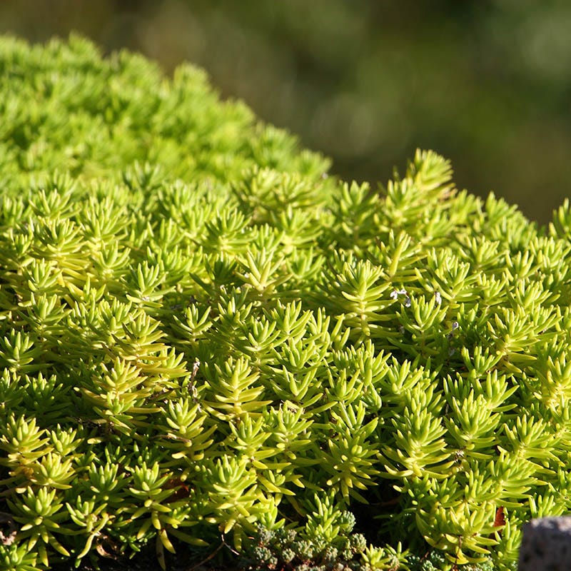Sun Loving Tapestry Lawn Plant Collection - Image 3