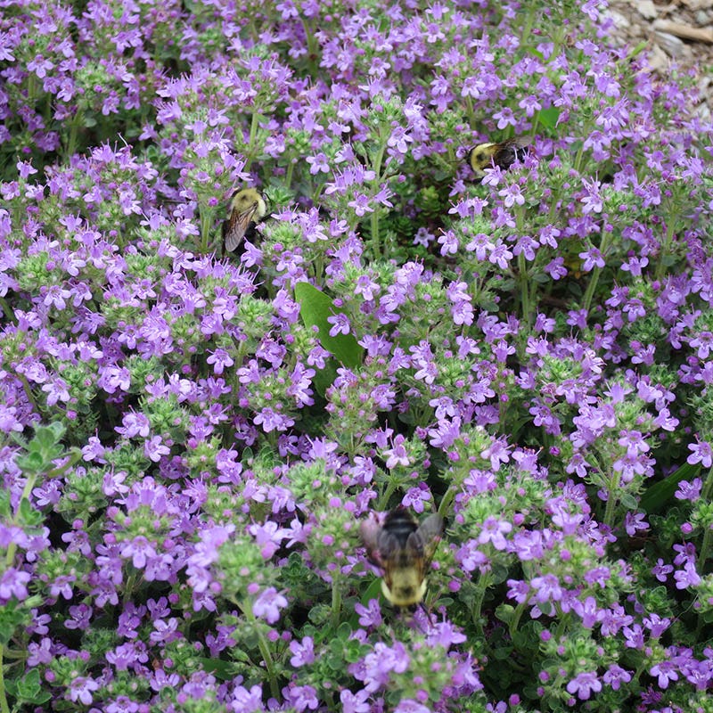 Sun Loving Tapestry Lawn Plant Collection - Image 5