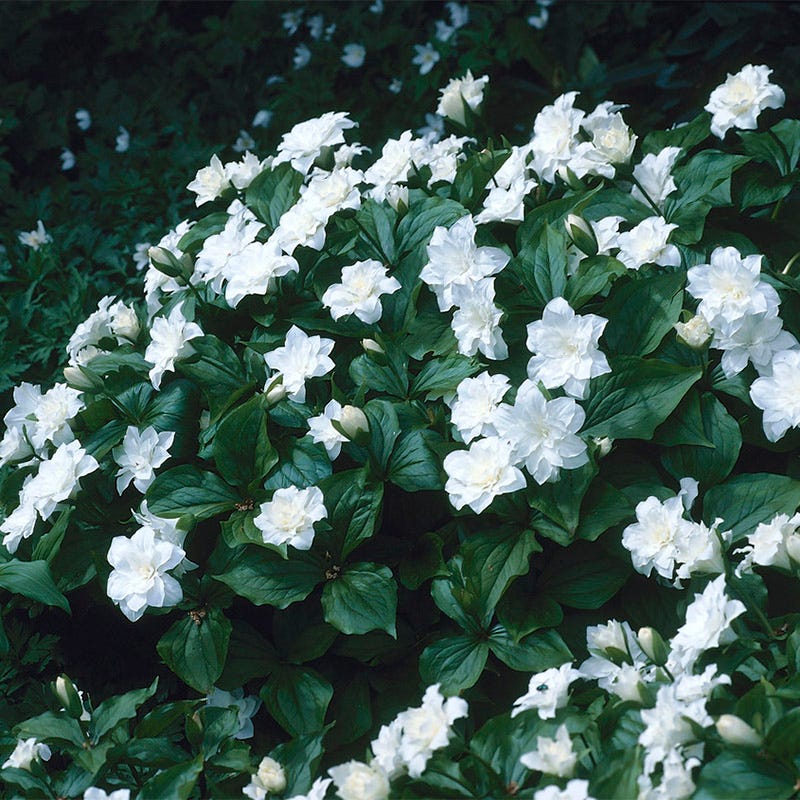 Flore Pleno Trillium - Image 2