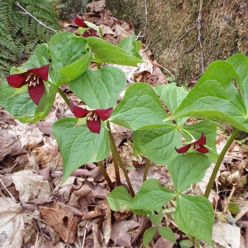 Red Trillium - Image 3