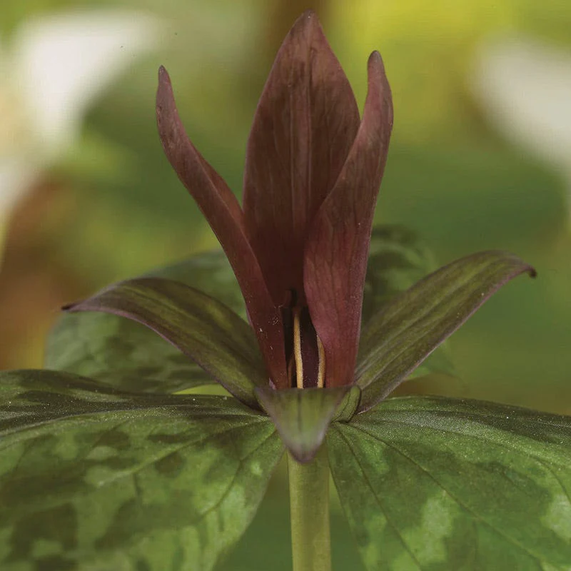 Sweet Betsy Trillium - Image 2