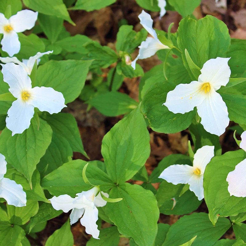 Treasured Trillium Collection - Image 2