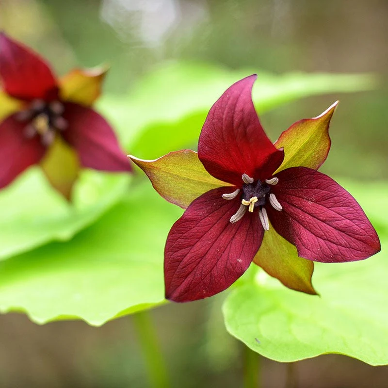 Treasured Trillium Collection - Image 3