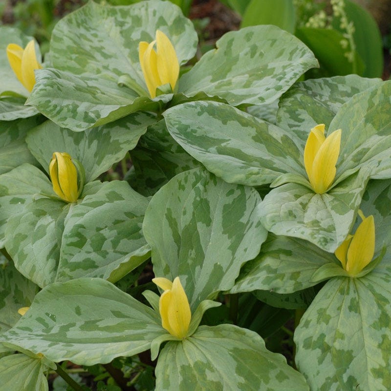 Treasured Trillium Collection - Image 4