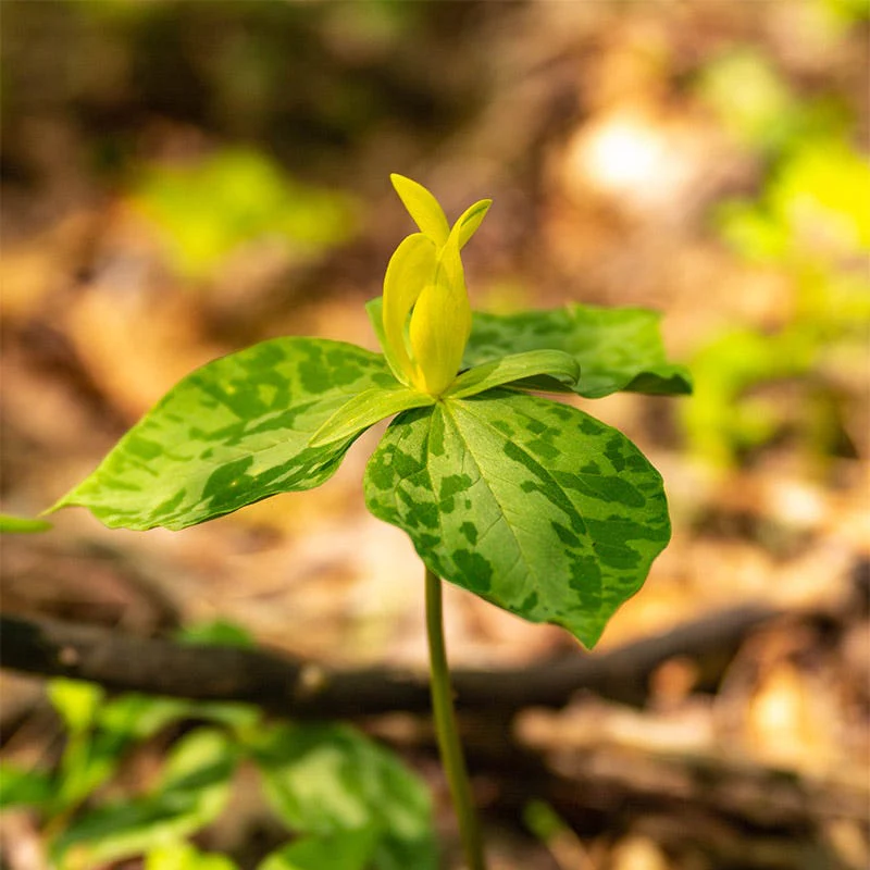 Yellow Trillium - Image 2