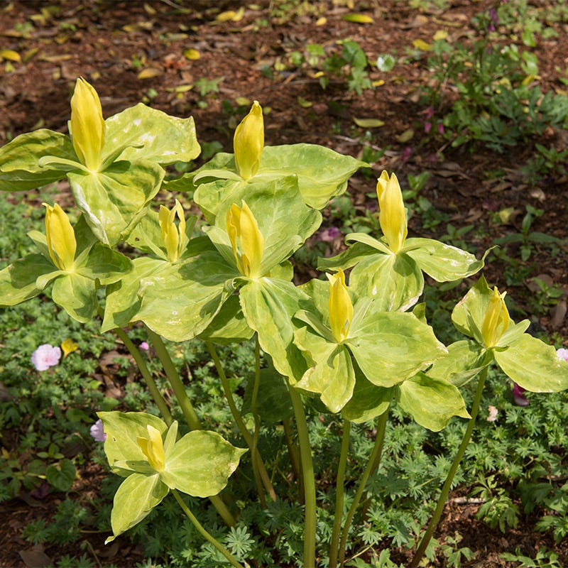 Yellow Trillium - Image 3
