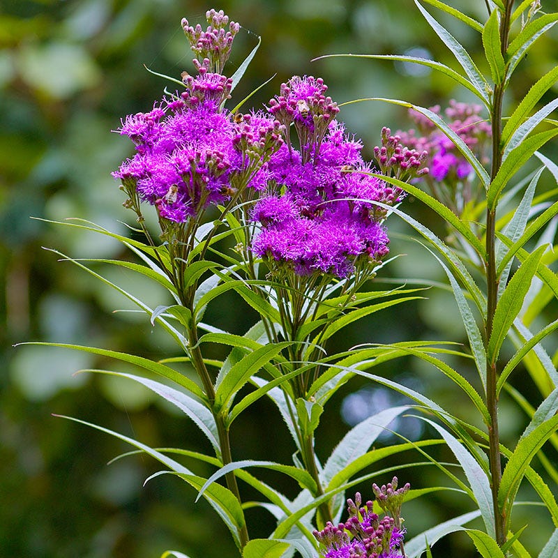 Common Ironweed - Image 2