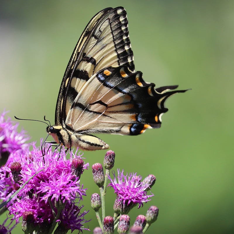 Common Ironweed - Image 3