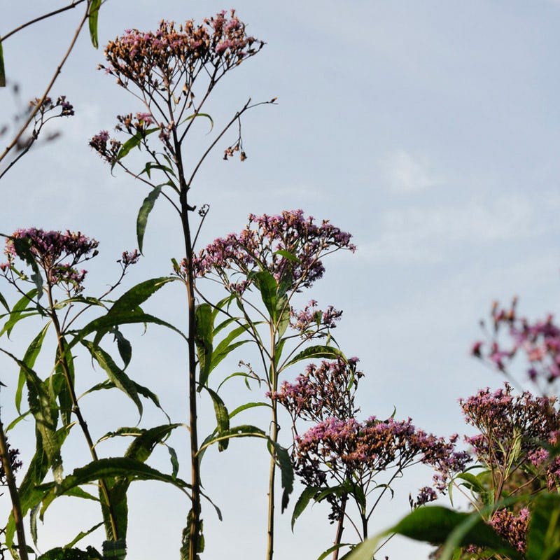 Giant Ironweed - Image 2
