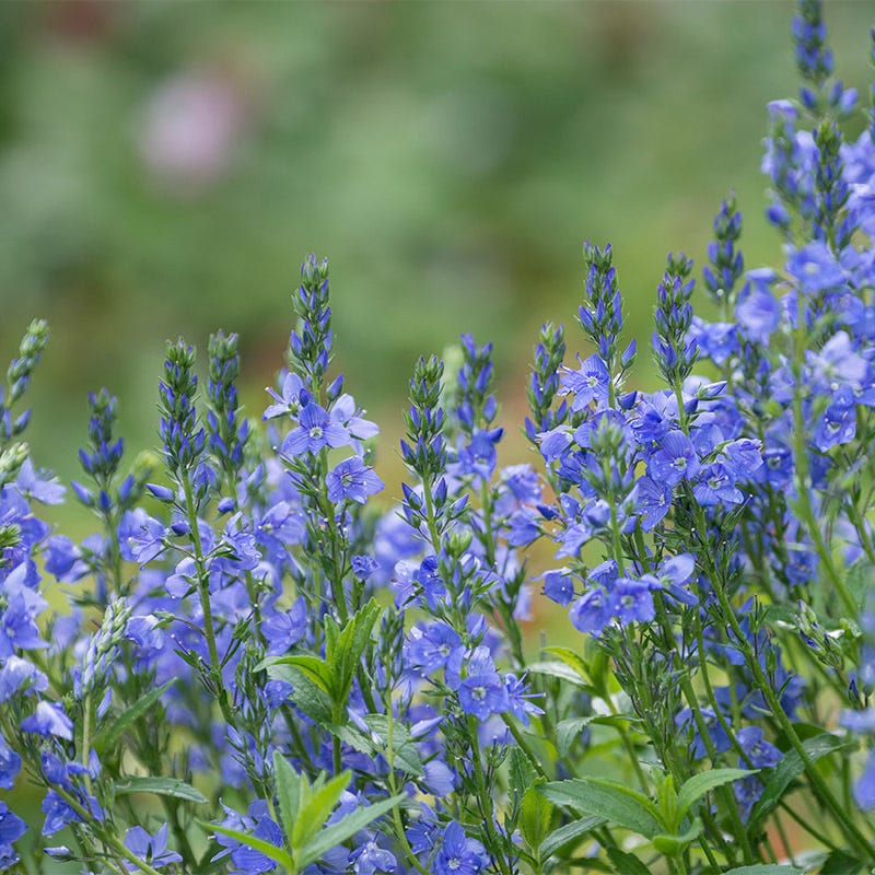 Creeping Veronica - Image 2