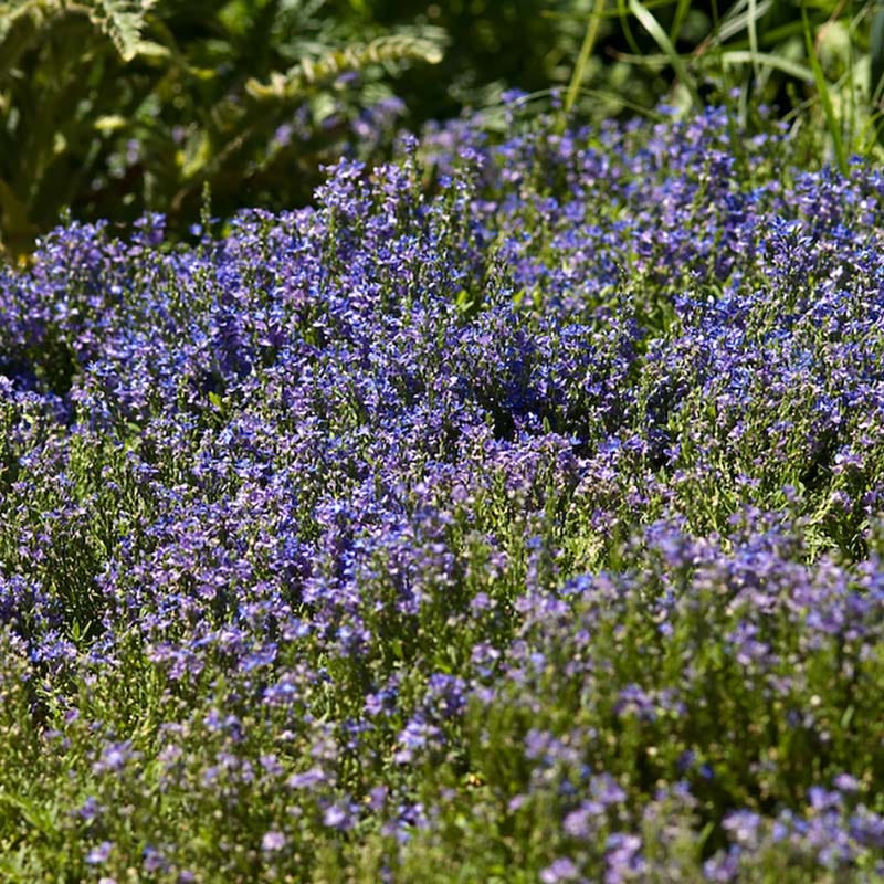 Creeping Veronica - Image 3