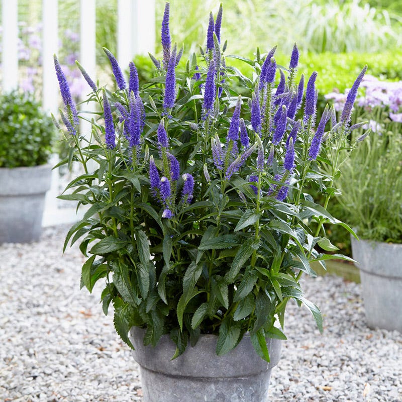 First Glory Veronica - Image 3