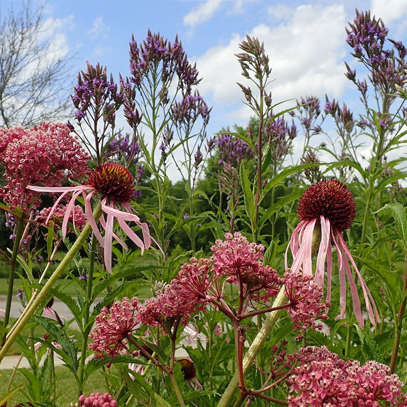 Blue Vervain - Image 5