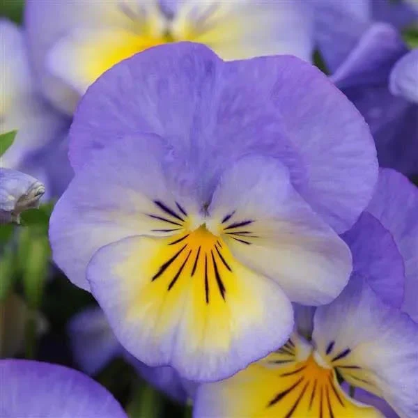 Vibrant Shade Low Grow Plant Collection - Image 3