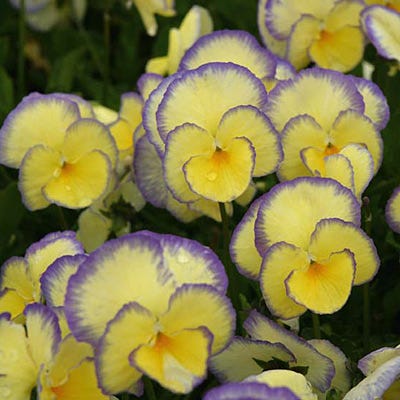 Etain Violet - Image 2