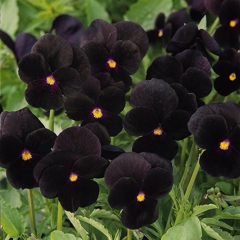 Vivid Viola Collection - Image 3