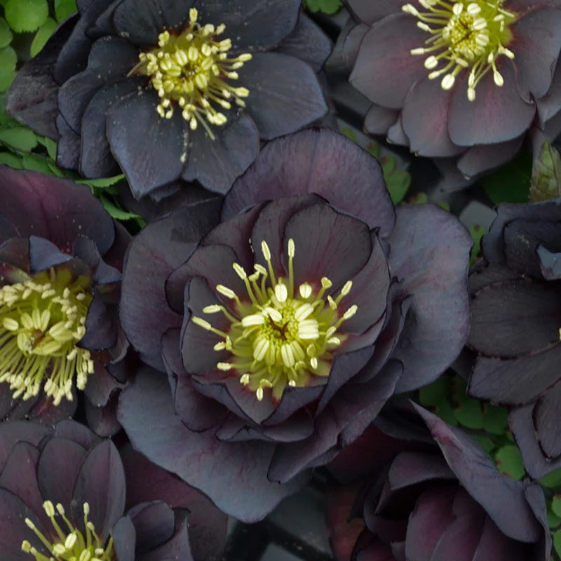 Wedding Party® Dark and Handsome Helleborus - Image 2