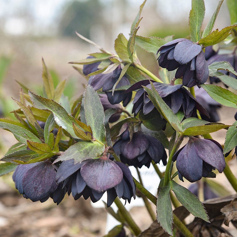 Wedding Party® Dark and Handsome Helleborus - Image 3