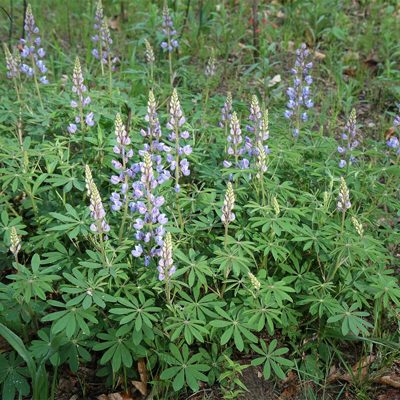 Wild Lupine - Image 2