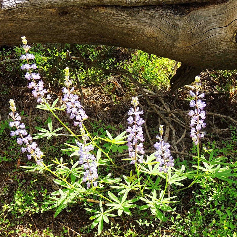 Wild Lupine - Image 3