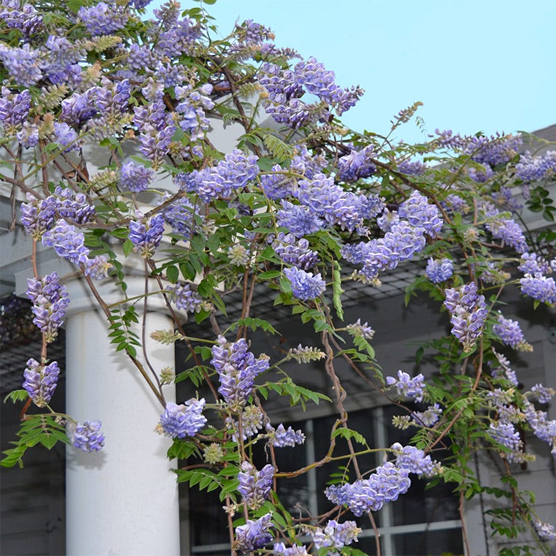Amethyst Falls Wisteria Vine - Image 2