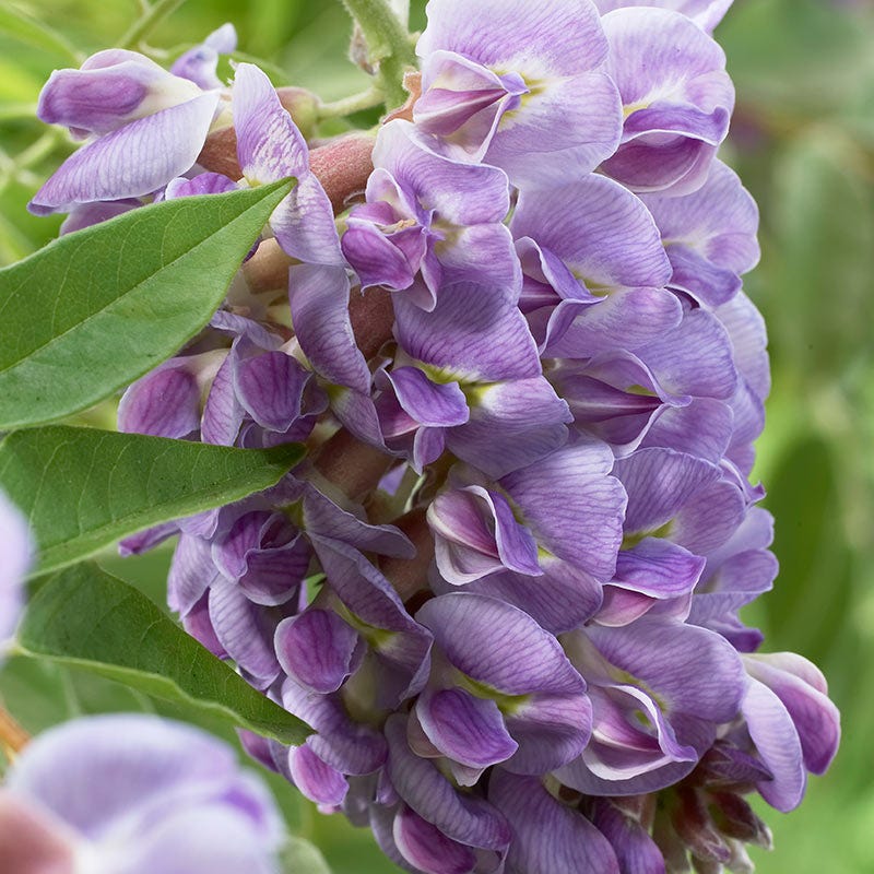 Amethyst Falls Wisteria Vine - Image 3