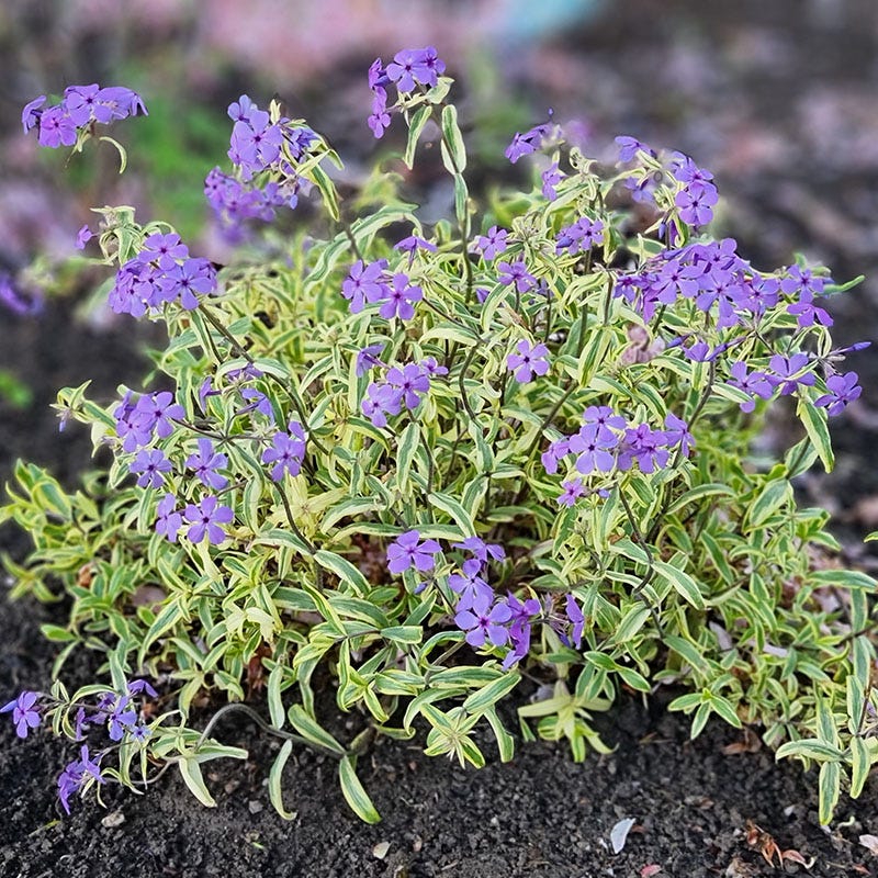 Blue Ribbons Woodland Phlox - Image 3