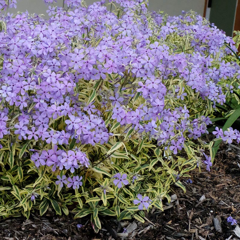 Blue Ribbons Woodland Phlox - Image 4