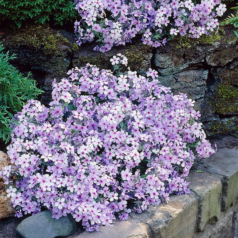 Chattahoochee Woodland Phlox - Image 3