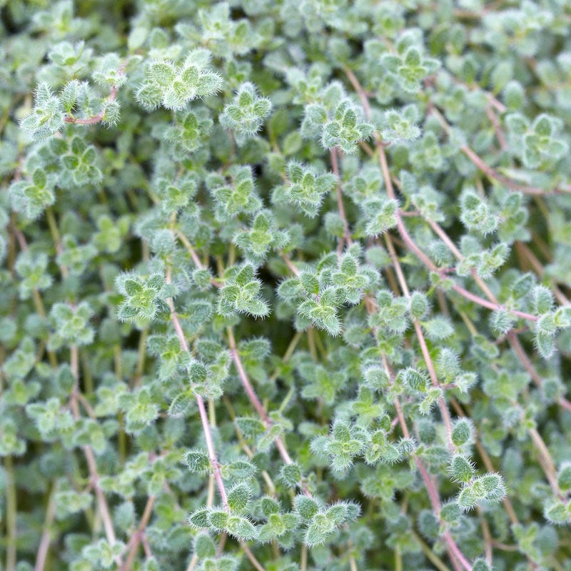 Woolly Thyme - Image 3