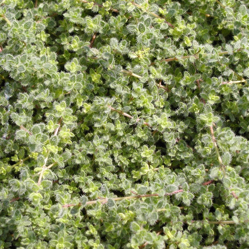 Woolly Thyme - Image 6