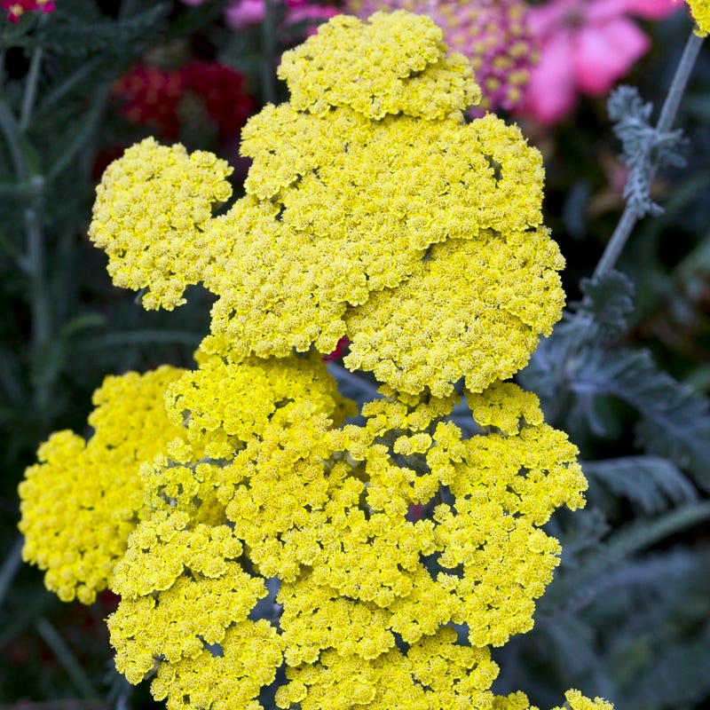 Little Moonshine Yarrow - Image 3