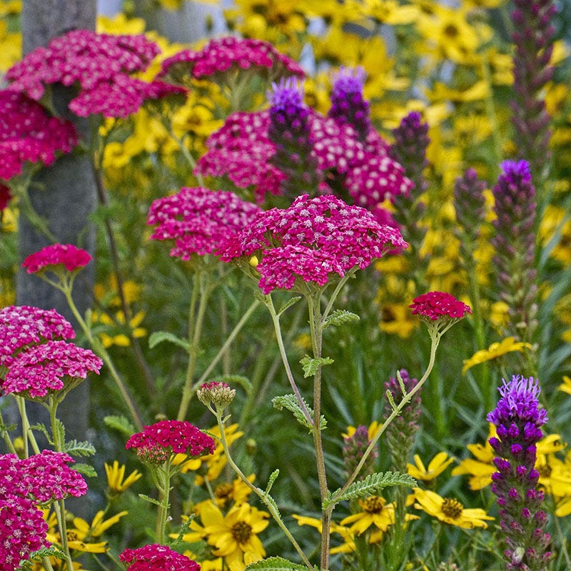 New Vintage™ Rose Yarrow - Image 2