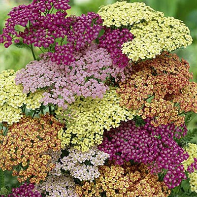 Summer Berries Yarrow - Image 2