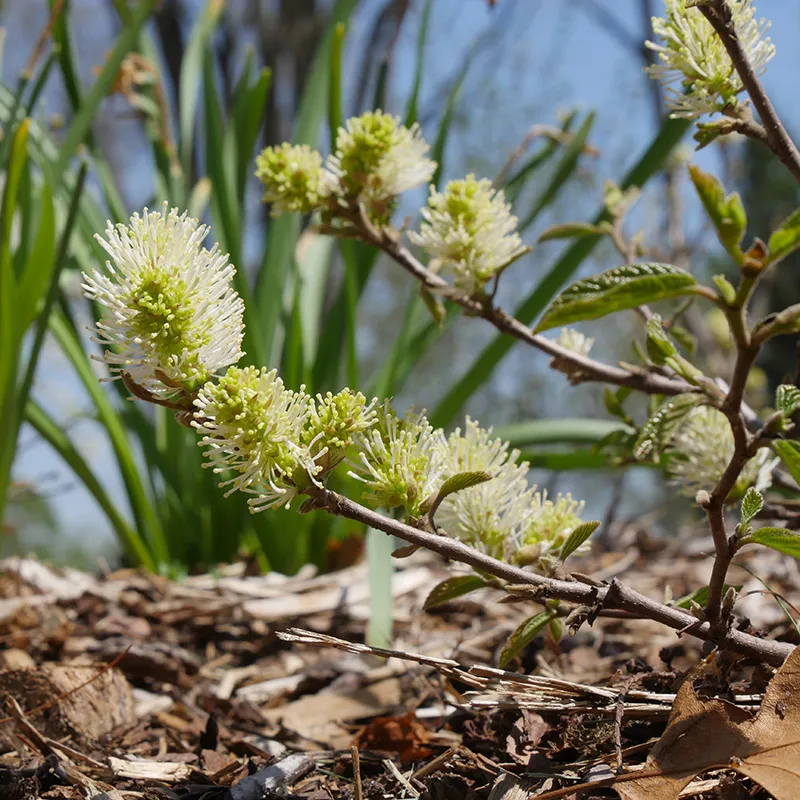 Legend Of The Fall® Bottlebrush - Image 3