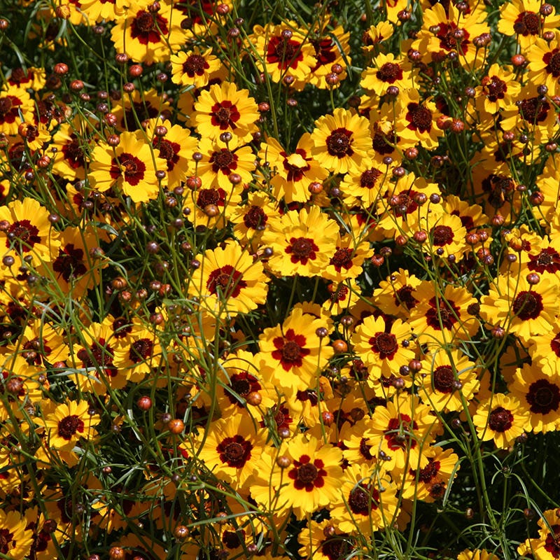 Plains Coreopsis Seeds - Image 4