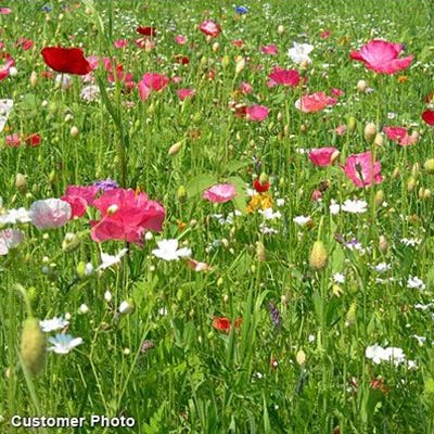 Planting Ideas for Growth Seed Packet - Image 5