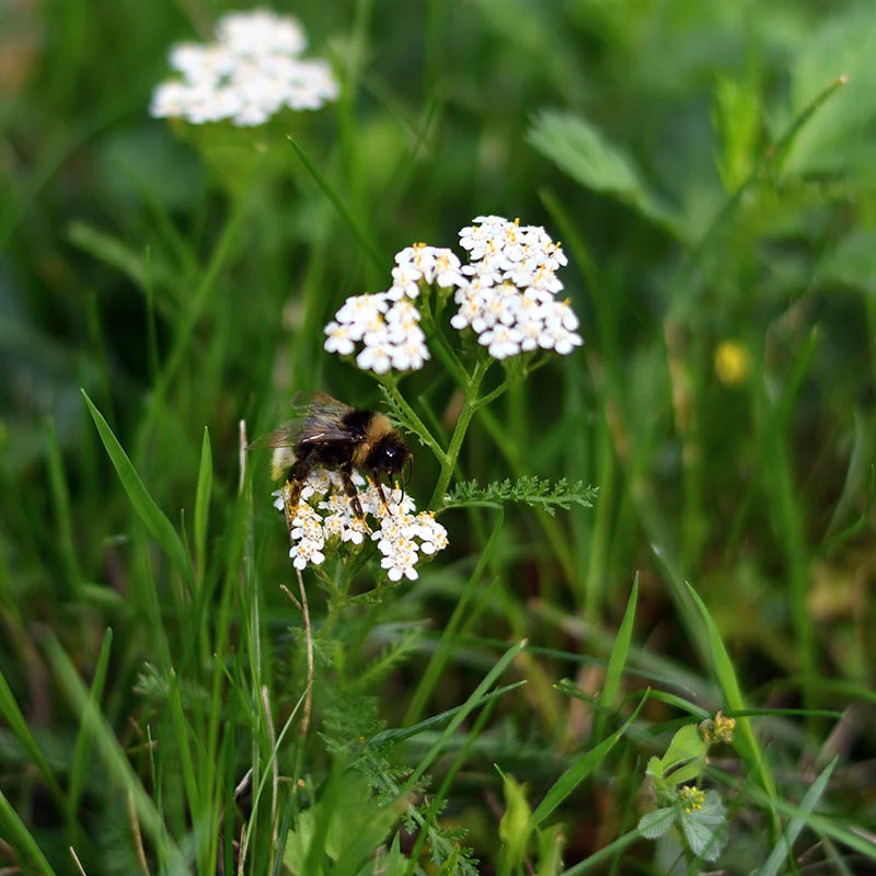 Pollinator Paradise Flowering Lawn Seed Mix - Image 4