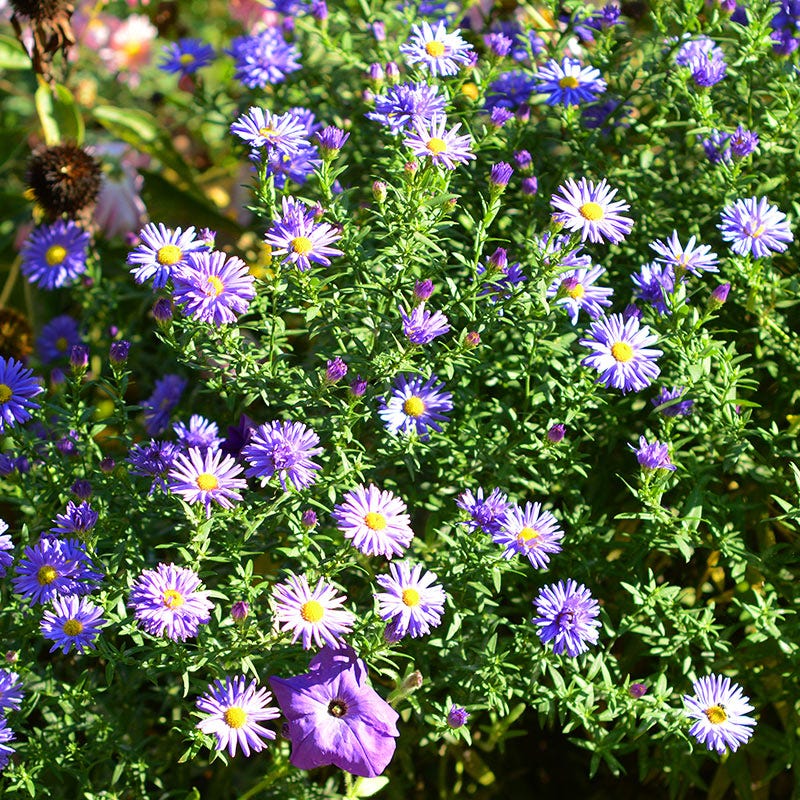Prairie Aster Seeds - Image 2