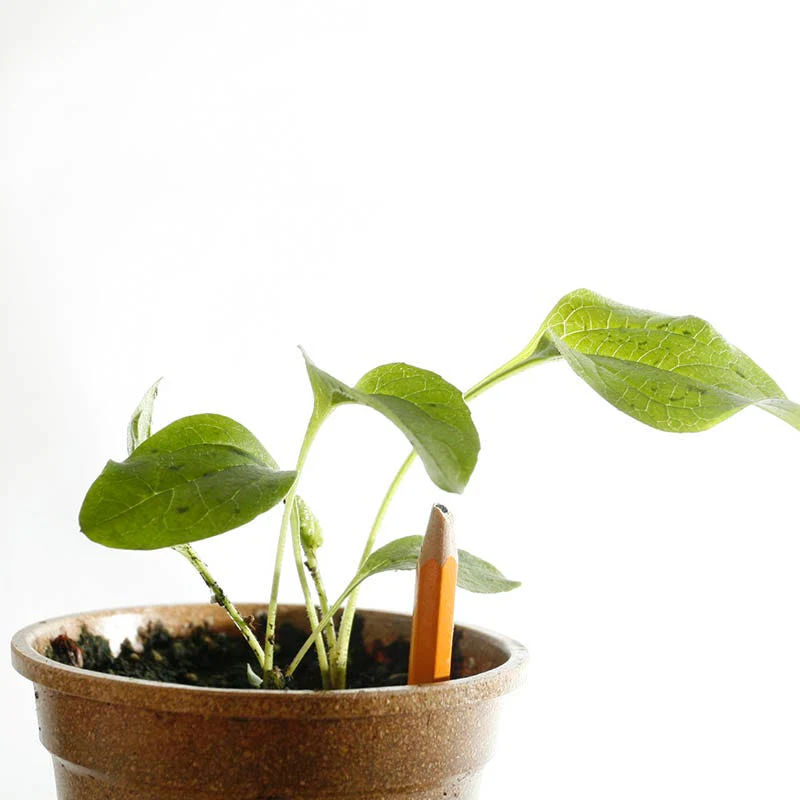 Purple Coneflower Seeds - Image 10